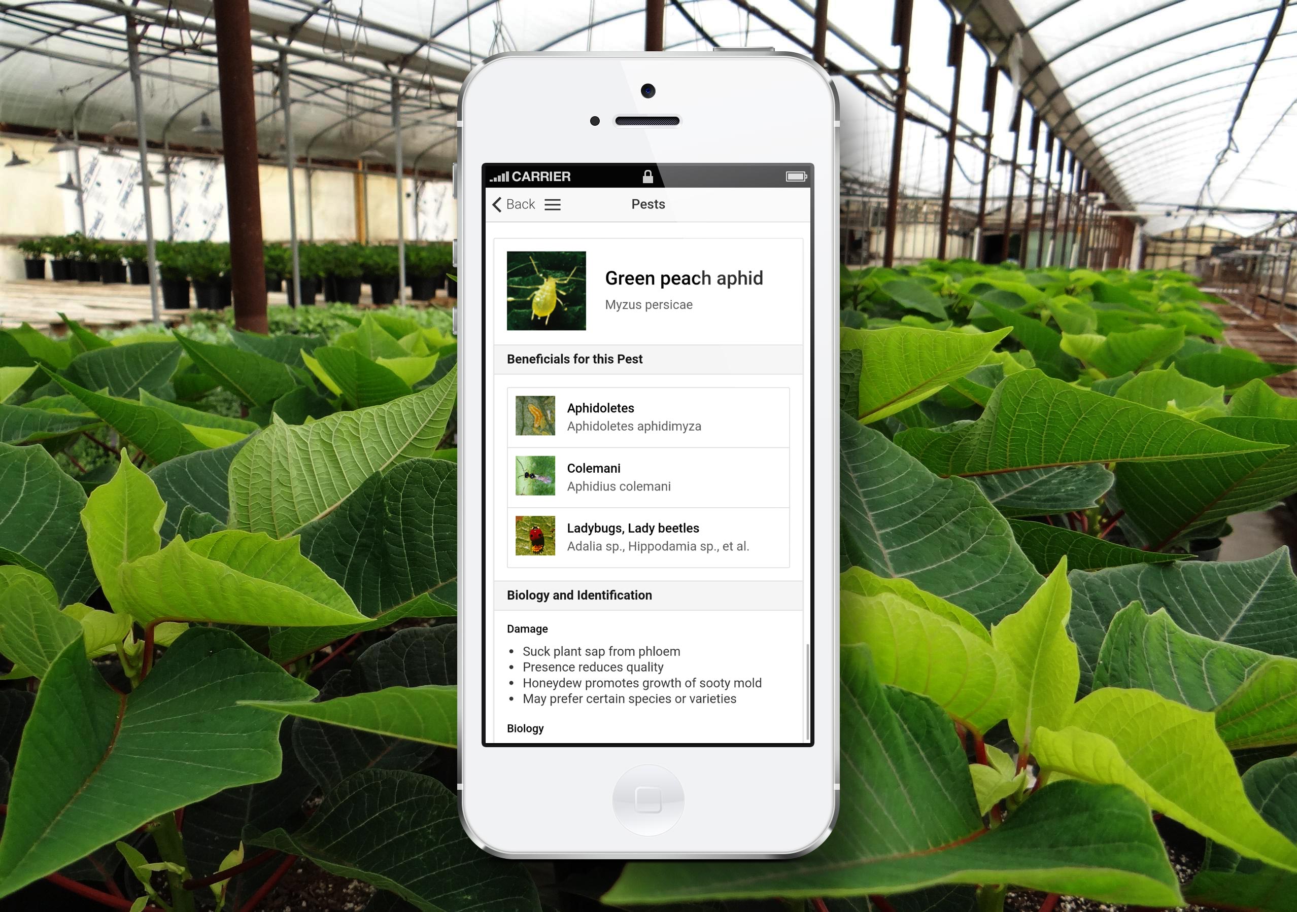 pocket-ipm-mobile-screen Pocket IPM on mobile phone